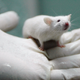 An UK study offers a potential glimpse of drug research in the future, suggesting that computer simulations can reduce or even possibly replace the need for lab animals.